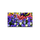 UNV - Kameravalvontamonitori - 43 LED UHD näyttö 3840×2160