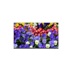 UNV - Kameravalvontamonitori - 43 LED UHD näyttö 3840×2160